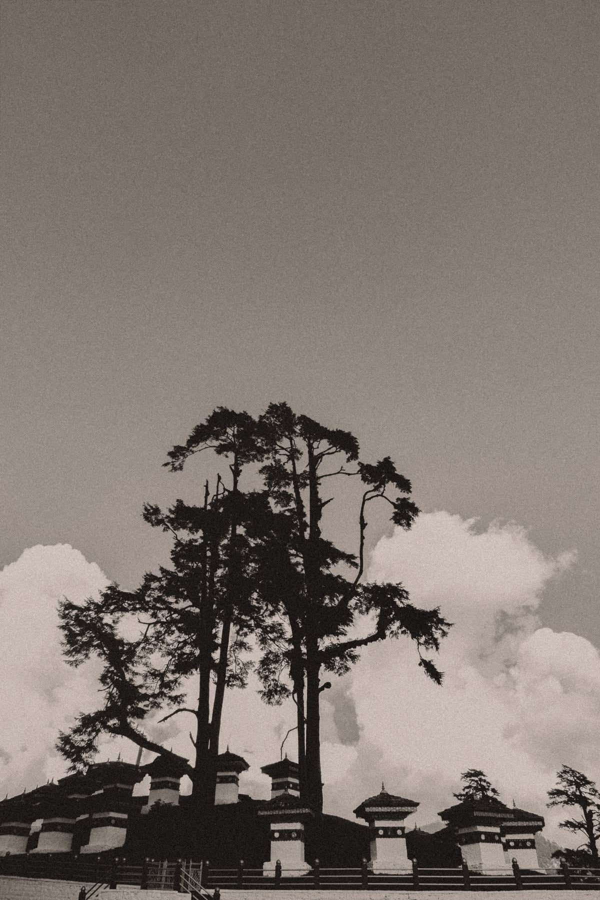 Pine - Lungchuzeka Goemba