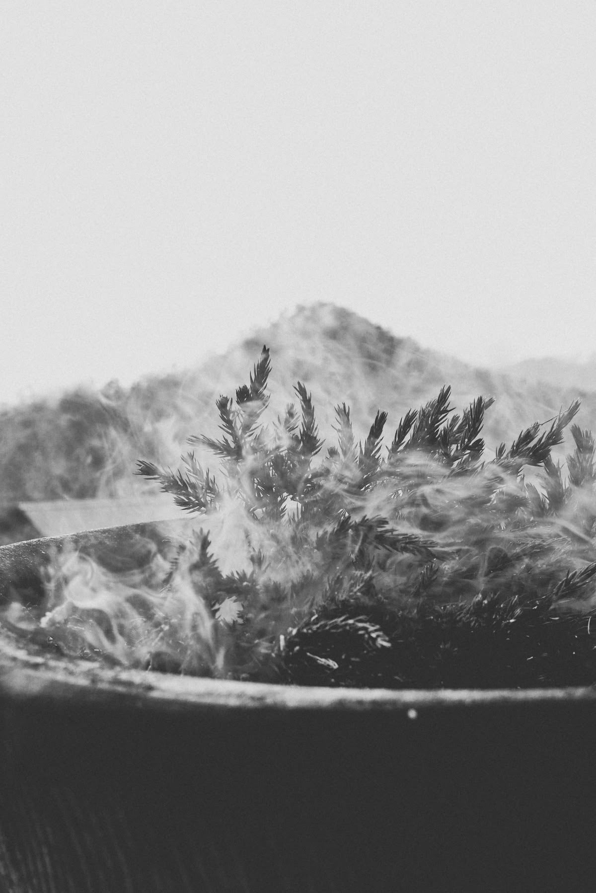 Pine incense - Gangteng Buddhist College